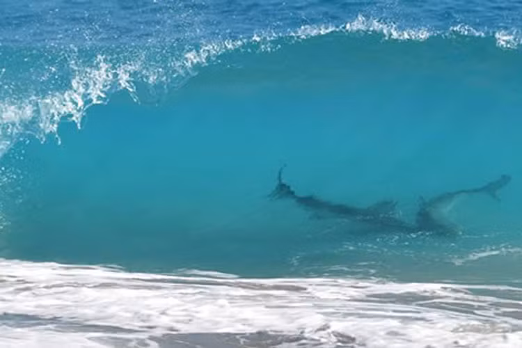 Bãi biển Volusia, Florida, Mỹ: Florida là nơi ghi nhận có nhiều cuộc tấn công bởi cá mập, thậm chí còn hơn cả những bãi biển ở vùng Nam Phi. 