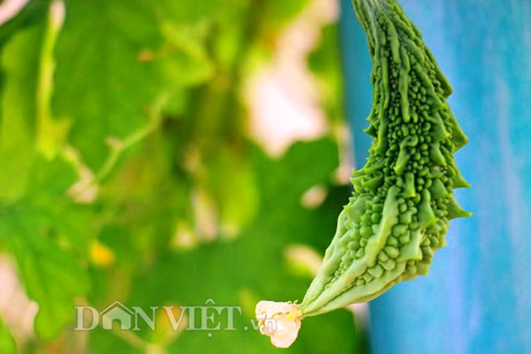 Me tit gian kho qua rung xanh muot lung lang tren noc nha pho-Hinh-10