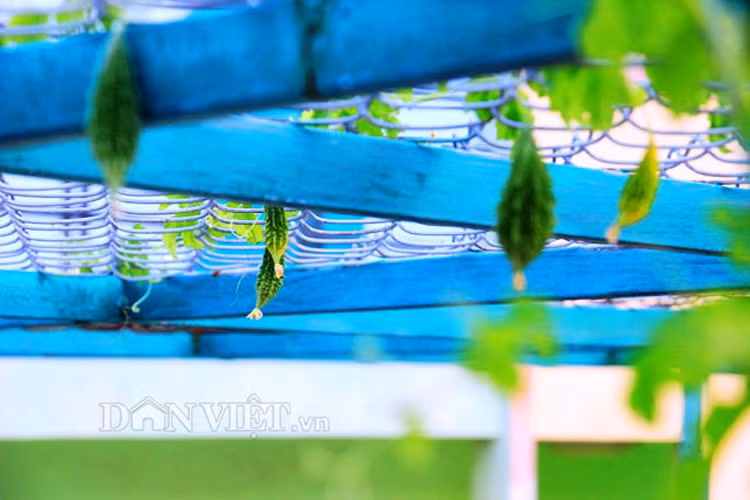 Me tit gian kho qua rung xanh muot lung lang tren noc nha pho-Hinh-8