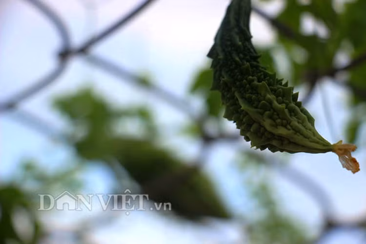 Me tit gian kho qua rung xanh muot lung lang tren noc nha pho-Hinh-5