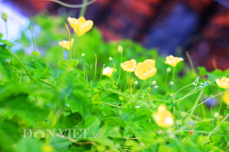 Me tit gian kho qua rung xanh muot lung lang tren noc nha pho-Hinh-6