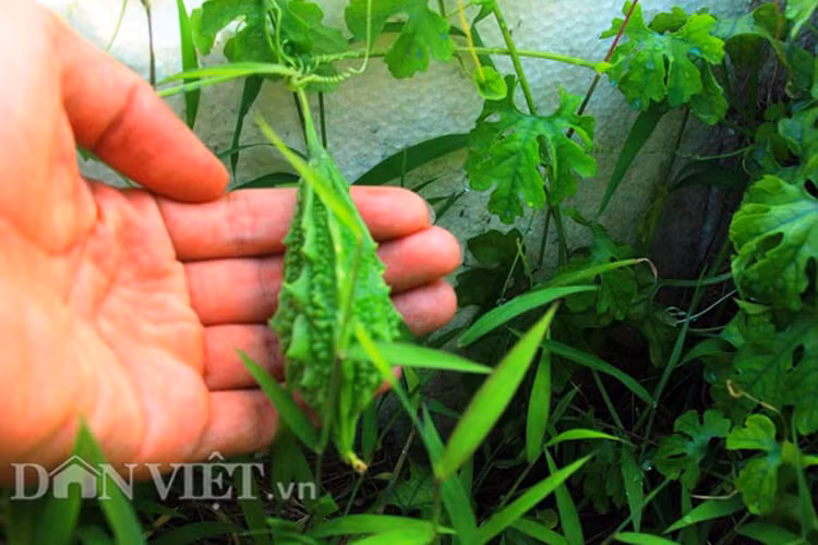 Me tit gian kho qua rung xanh muot lung lang tren noc nha pho-Hinh-3