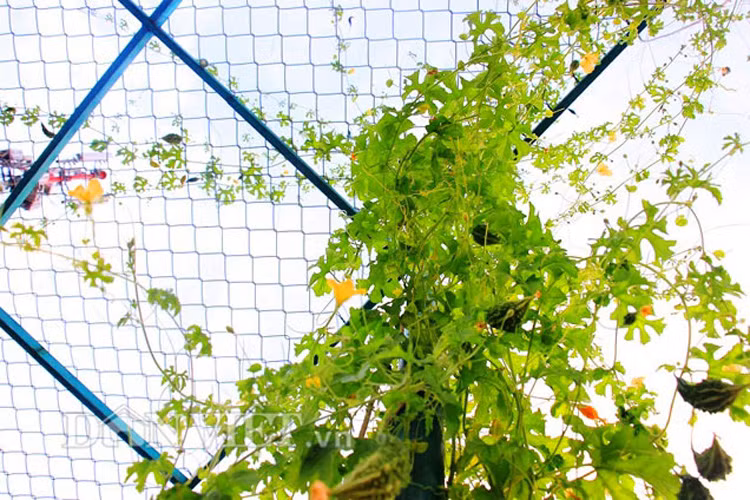 Me tit gian kho qua rung xanh muot lung lang tren noc nha pho-Hinh-11