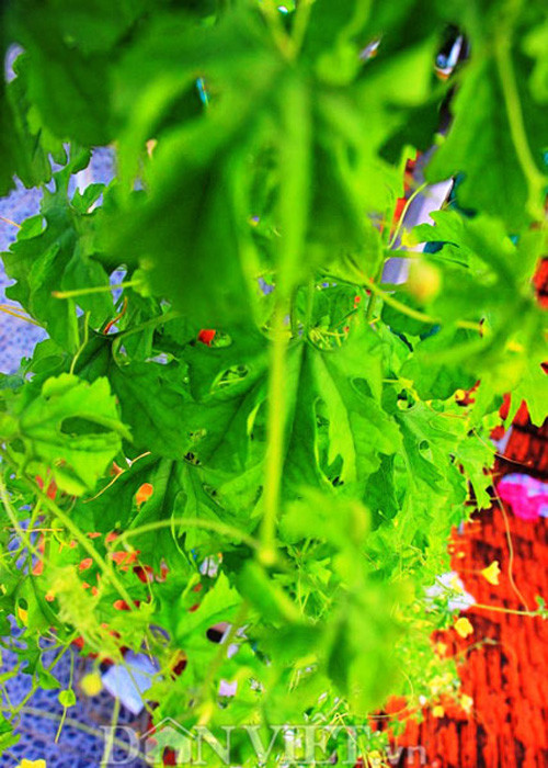 Chúng được sử dụng như là món ăn thơm ngon hàng ngày.