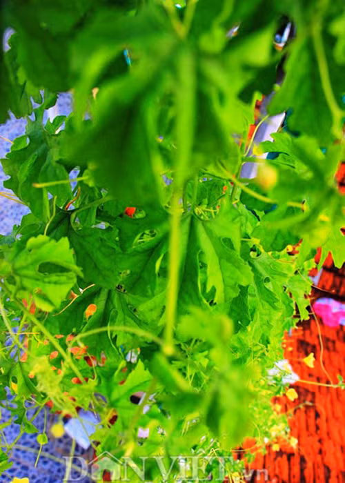 Chúng được sử dụng như là món ăn thơm ngon hàng ngày.