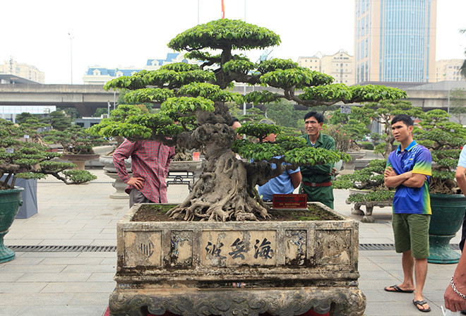 Xuất hiện tại triển lãm cây cảnh nghệ thuật ở Bảo tàng Hà Nội, tác phẩm “Dấu ấn thời gian” nhận được sự quan tâm của du khách cũng như giới chơi cây đến chiêm ngưỡng, bình phẩm bởi vụ mua bán siêu cây này cho đến nay vẫn gây ồn ào dư luận.