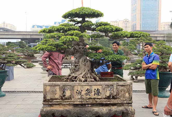 Xuất hiện tại triển lãm cây cảnh nghệ thuật ở Bảo tàng Hà Nội, tác phẩm “Dấu ấn thời gian” nhận được sự quan tâm của du khách cũng như giới chơi cây đến chiêm ngưỡng, bình phẩm bởi vụ mua bán siêu cây này cho đến nay vẫn gây ồn ào dư luận.