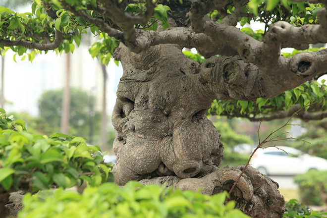 “Có người trả giá cao và gọi điện thuyết phục nhiều lần nhưng tôi không bán. Thực tế để tìm được một cây cảnh quý, tâm đắc không phải là đơn giản”, anh Dưỡng nói