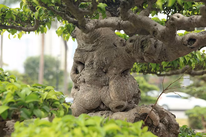 “Có người trả giá cao và gọi điện thuyết phục nhiều lần nhưng tôi không bán. Thực tế để tìm được một cây cảnh quý, tâm đắc không phải là đơn giản”, anh Dưỡng nói