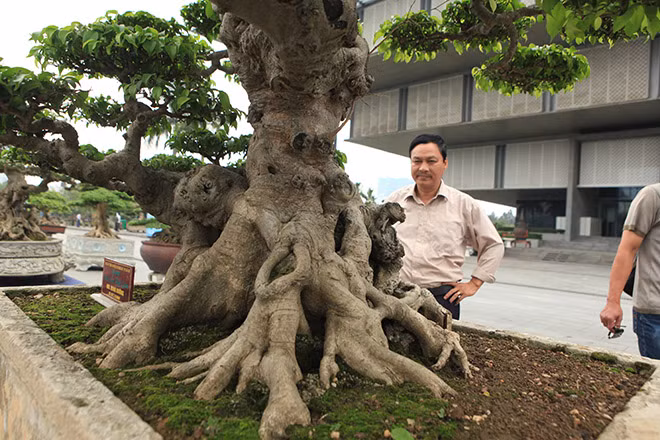 Dù không tiết lộ về giá trị thật của cây, song anh Minh Dưỡng cho biết, anh đã phải bỏ ra không dưới 8 tỷ VNĐ và đổi thêm 5 cây cảnh đẹp nhất vườn mới sở hữu siêu cây giá trị này