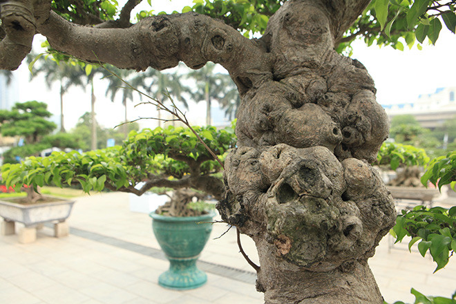 Cây sanh có thân u bướu, dáng thế độc đáo và bông tán cân đối, hài hòa