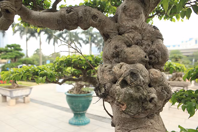 Cây sanh có thân u bướu, dáng thế độc đáo và bông tán cân đối, hài hòa