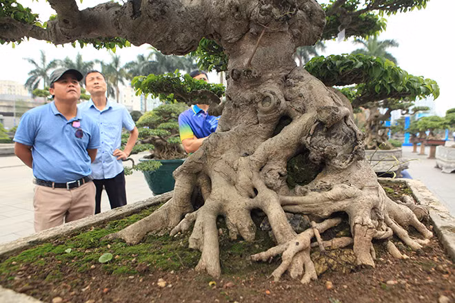 Anh Chung cho biết: " Trước đây cũng có nhiều lời đồn đại nhưng không rõ mức giá chính xác của cây là bao nhiêu “có người nói siêu sanh cổ có giá 7 tỷ, cũng có người bảo cây có giá trị hơn, thực tế thế nào chỉ người trong cuộc biết. Tuy nhiên, nếu đúng với mức giá như trên thì đây là một trong những thương vụ mua bán siêu cây đắt đỏ bậc nhất từ trước đến nay”.