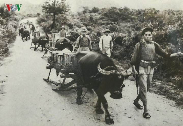 Hơn 1.800 xe trâu được đưa vào mặt trận. Trong ảnh: Dân công hỏa tuyến dùng xe trâu vận chuyển vũ khí ra mặt trận.