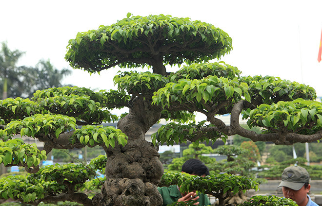 "Đầu năm 2017 tôi mua cây này, phải rất khó khăn và phải bỏ ra một số tiền rất lớn mới sở hữu được cây", anh Dưỡng nói.