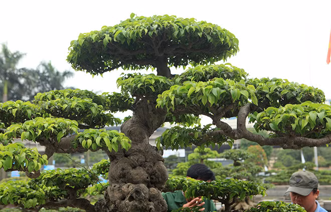 "Đầu năm 2017 tôi mua cây này, phải rất khó khăn và phải bỏ ra một số tiền rất lớn mới sở hữu được cây", anh Dưỡng nói.