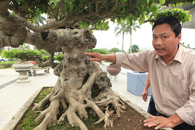 Anh Chung (Hà Đông) cho biết, Cây sanh "Dấu ấn thời gian" từng được chính tay nghệ nhân Cường "họa sỹ" tạo tác, chỉnh sửa. Khi anh Dưỡng mua được có mời anh em bạn bè tổ chức tiệc, để mọi người chiêm ngưỡng.