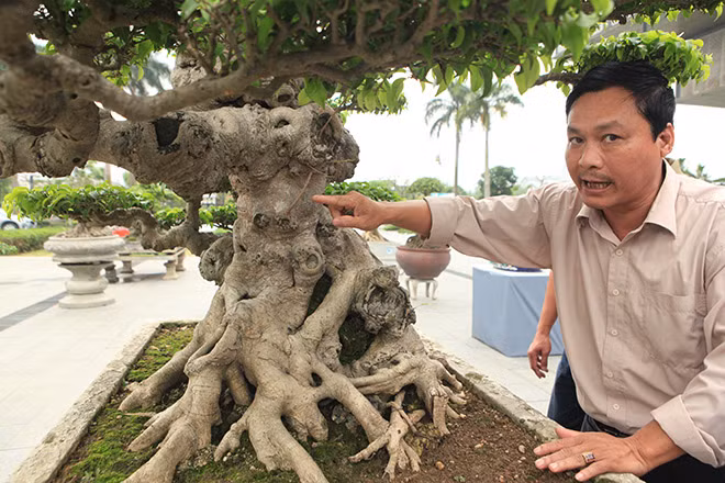 Anh Chung (Hà Đông) cho biết, Cây sanh "Dấu ấn thời gian" từng được chính tay nghệ nhân Cường "họa sỹ" tạo tác, chỉnh sửa. Khi anh Dưỡng mua được có mời anh em bạn bè tổ chức tiệc, để mọi người chiêm ngưỡng.