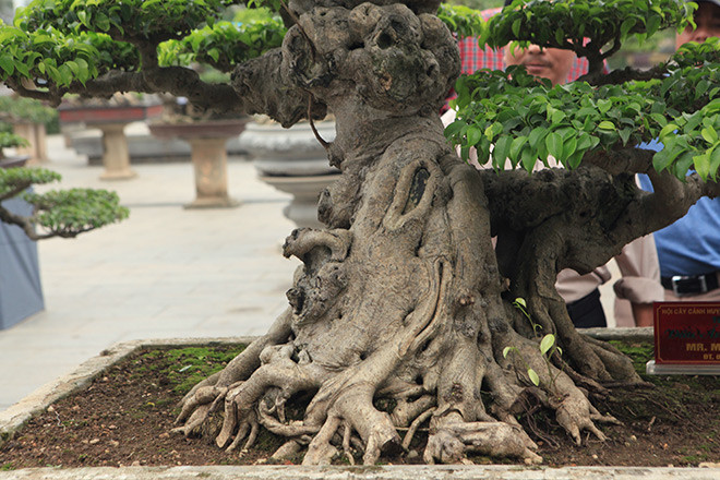 Đặc biệt, bệ ôm đá, thân cây nổi u bướu rất đẹp mắt, các bông tán hài hòa, cân đối