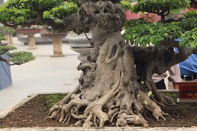 Đặc biệt, bệ ôm đá, thân cây nổi u bướu rất đẹp mắt, các bông tán hài hòa, cân đối