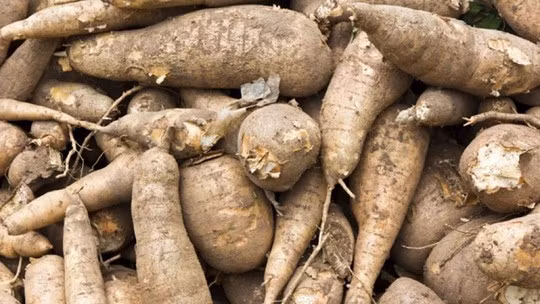 Củ sắn là loại rau nhiệt đới có nguồn gốc từ Nam Mỹ được ưa chuộng ở châu Phi khi được chế biến thành loại nước ép gọi là Piwarry. Tuy nhiên, lá và rễ sắn lại chứa nhiều cyanide có thể giết chết bạn chỉ sau vài miếng cắn.