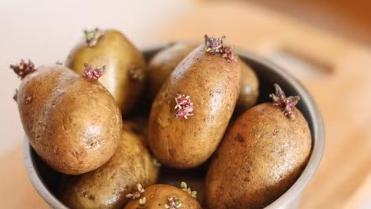 Chất glycoalkaloids tích tụ trong lá, thân và mầm khoai tây có thể gây chuột rút, tiêu chảy, đau đầu, hôn mê và thậm chí tử vong. Tuyệt đối không ăn khoai tây đã mọc mầm để tránh nguy hiểm.