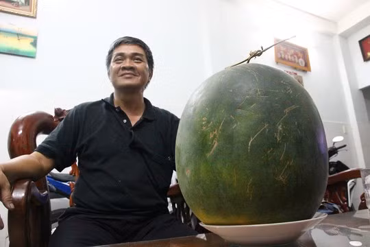 Cũng vào dịp trước Tết Nguyên đán Ất Mùi 2015, anh Phạm Văn Dũng (ngụ đường Ông Ích Khiêm, quận 11, TP HCM) mua cặp dưa hấu để chưng Tết. Tính đến nay, đã hơn 6 tháng nhưng cặp dưa vẫn không hỏng. Ảnh: Người Lao Động