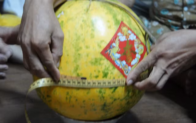 Đó là quả dưa hấu của gia đình anh Lê Văn Quới ngụ ấp Long Định, xã Long Thắng, huyện Lai Vung, tỉnh Đồng Tháp. Ảnh: Dân Việt