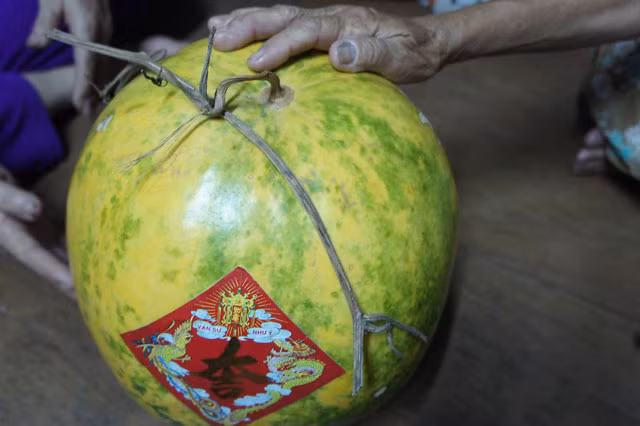 Quả dưa giống Hồng Cúc, có vỏ ban đầu màu vàng nhưng sau 9 tháng đã ngả dần sang màu xanh và vẫn từng ngày... to lên dù chỉ bày trên bàn thờ. Ảnh: Dân Việt