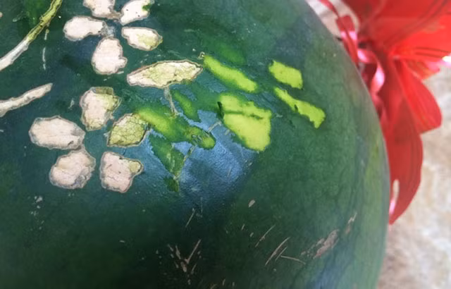 Theo quan sát bên ngoài, quả dưa vẫn còn những vết khắc lên vỏ từ Tết Nguyên đán 2015. Khi lấy móng tay cạo bỏ phần vỏ ngoài vẫn còn nước, bên trong xanh tươi không có hiện tượng bị hỏng.