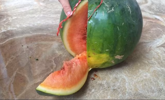 Khi bổ, quả dưa chảy ra nước trong, ruột dưa màu đỏ nhạt nhưng không ai dám ăn thử.