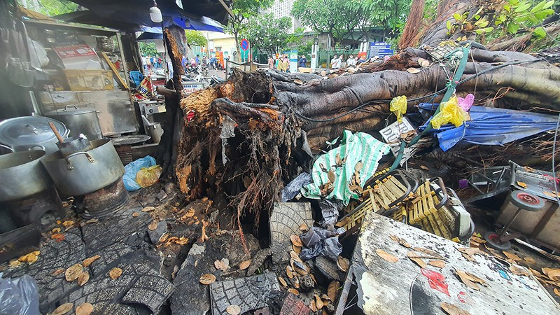  Cây đa trước BV Ung Bướu TP HCM ngã đè 2 ô tô: Chiều 28/3, cây đa đường kính khoảng 2 mét, chiều cao khoảng 20 mét ở trước bệnh viện Ung Bướu TP HCM (phường 7, quận Bình Thạnh) bất ngờ bật gốc, đổ sập ra đường đè lên 2 ô tô con đang đậu trả khách ở gần đó. Tại hiện trường, phần gốc cây bị bật lên đã có dấu hiệu bị mục nát, cây đè lên gây hư hại 2 chiếc ô tô và nhiều đồ đạc của một gian hàng nước ngay bên dưới. 