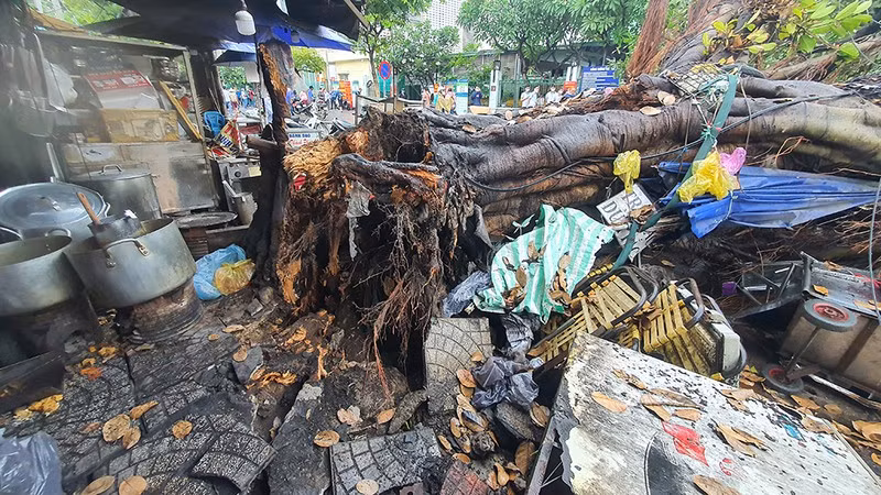  Cây đa trước BV Ung Bướu TP HCM ngã đè 2 ô tô: Chiều 28/3, cây đa đường kính khoảng 2 mét, chiều cao khoảng 20 mét ở trước bệnh viện Ung Bướu TP HCM (phường 7, quận Bình Thạnh) bất ngờ bật gốc, đổ sập ra đường đè lên 2 ô tô con đang đậu trả khách ở gần đó. Tại hiện trường, phần gốc cây bị bật lên đã có dấu hiệu bị mục nát, cây đè lên gây hư hại 2 chiếc ô tô và nhiều đồ đạc của một gian hàng nước ngay bên dưới. 