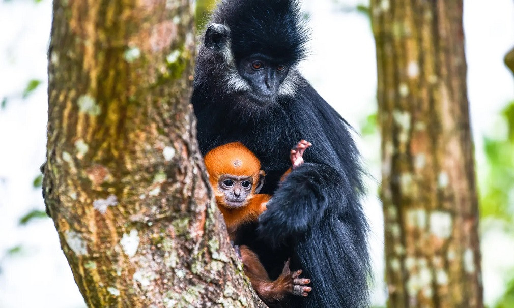 Một con voọc Francois đang ôm con trong Khu bảo tồn Thiên nhiên Quốc gia Mayanghe ở tỉnh Quý Châu, tây nam Trung Quốc. Đây là một trong những loài động vật hoang dã thuộc diện nguy cấp nhất của nước này, và chúng hiện đang được đặt dưới sự bảo vệ cao nhất ở cấp quốc gia. (Ảnh: Xinhua/REX/Shutterstock)