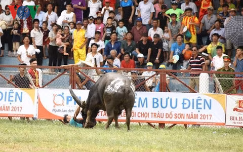 Huy bo to chuc dau loai Le hoi choi trau Do Son