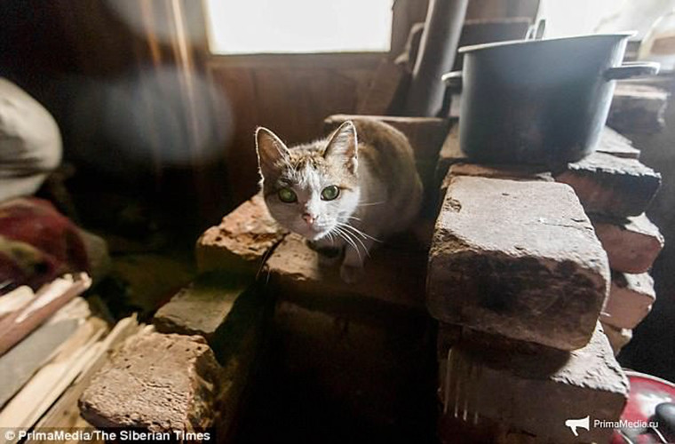 Ông sử dụng bếp lò để đun nấu và dùng nước mưa hay nước từ băng tuyết tan để uống hoặc tắm rửa. “Người bạn” duy nhất của ông Kuznetsov trong thị trấn này chính là chú mèo Lyusya.