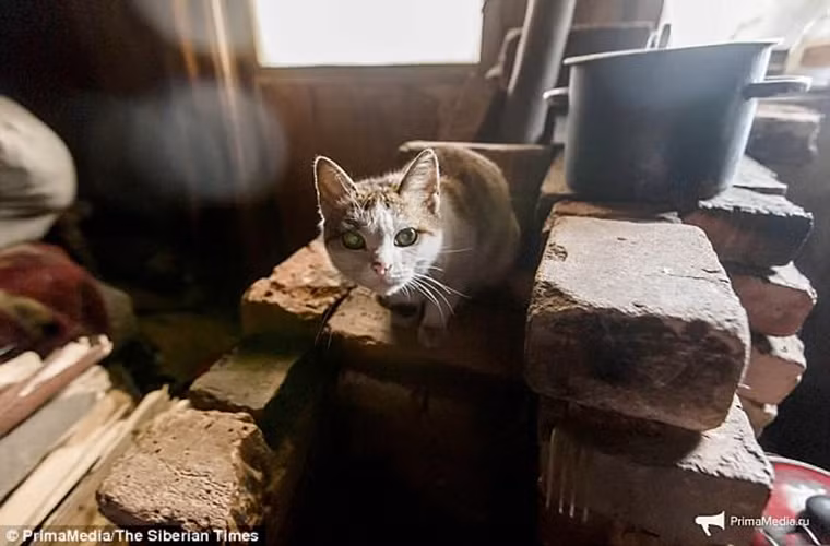 Ông sử dụng bếp lò để đun nấu và dùng nước mưa hay nước từ băng tuyết tan để uống hoặc tắm rửa. “Người bạn” duy nhất của ông Kuznetsov trong thị trấn này chính là chú mèo Lyusya.