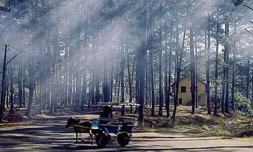 Đà Lạt se lạnh ban ngày, rét về đêm.