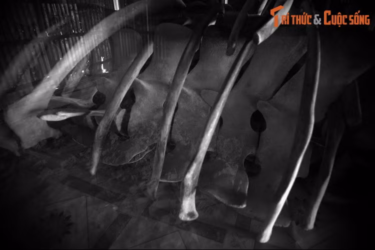 Đặc biệt, đến nay trong suy nghĩ của mọi người, cá voi đã trở thành ân nhân của dân thuyền chài sống trên biển cả. Khi lụy bờ và qua đời, cá sẽ được người dân chôn cất và thờ tự theo tục thờ cá ông với những nghi thức trang trọng nhất... Ảnh: Cận cảnh bộ xương cá voi ở Đất Mũi.