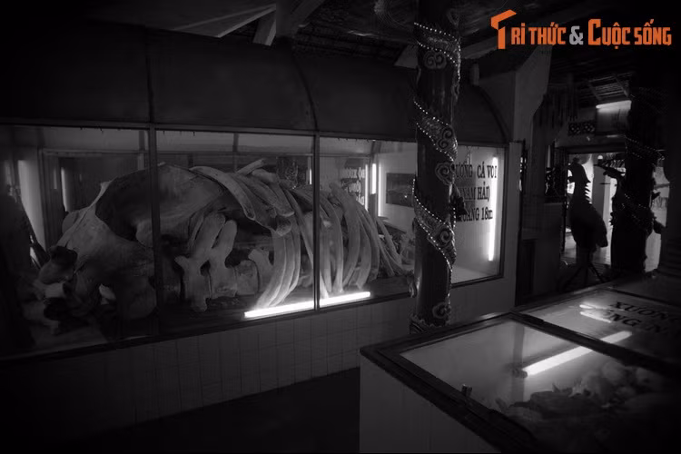  Tục thờ cá voi là một nét văn hóa tín ngưỡng độc đáo ở các địa phương ven biển miền Trung và miền Nam nước ta. Nhiều truyền thuyết đã được lưu truyền trong dân gian về loài vật khổng lồ này, đáng chú ý là một truyền thuyết thấm đẫm màu sắc Phật giáo. Ảnh: Xương cá voi được thờ ở đền Thắng Tam, TP Vũng Tàu.