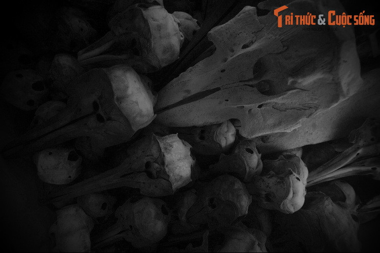 Tương truyền, cá voi được Bồ Tát ban cho nhiệm vụ cứu nguy những ngư dân lâm nạn nơi biển thẳm. Được trao cho cơ thể khổng lồ, những ông cá voi đủ sức đương đầu với những cơn bão lớn nhất, giữ cho tàu thuyền thăng bằng, sau đó còn dìu tàu thuyền vào tận bờ biển. Ảnh: Hàng chục sọ cá voi đủ kích cỡ ở đền Thắng Tam.