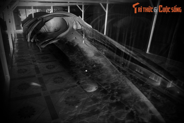 Đến nay, nhiều địa phương trên cả nước có các điểm thờ cá Ông, với các cách thức, quy mô khác nhau tùy vào đặc điểm mỗi vùng miền. Mỗi năm khi đến lễ hội Nghinh Ông của tín ngưỡng thờ Cá Ông, người dân miền biển tổ chức long trọng, mang đậm bản sắc văn hóa truyền thống. Ảnh: Xương cá voi tại Lăng Ông Nam Hải ở Đất Mũi, Cà Mau.