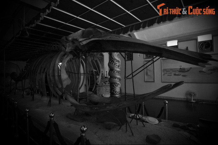 Dù mang tính huyền thoại, nhưng tín ngưỡng thờ cá voi ảnh hưởng mạnh mẽ đến người dân vùng biển. Đây được xem là một cách củng cố tinh thần, vững tâm hơn của người dân khi ra khơi. Để dành sự tôn kính đối với loài cá này, người dân đã gọi với nhiều tên: Cá Ông, ông Nam hải, Ông Lớn hay Ông Cậu… Ảnh: Cận cảnh bộ xương cá voi ở Hòn Đá Bạc.