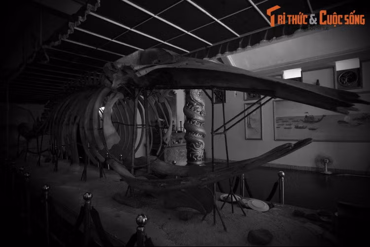 Dù mang tính huyền thoại, nhưng tín ngưỡng thờ cá voi ảnh hưởng mạnh mẽ đến người dân vùng biển. Đây được xem là một cách củng cố tinh thần, vững tâm hơn của người dân khi ra khơi. Để dành sự tôn kính đối với loài cá này, người dân đã gọi với nhiều tên: Cá Ông, ông Nam hải, Ông Lớn hay Ông Cậu… Ảnh: Cận cảnh bộ xương cá voi ở Hòn Đá Bạc.