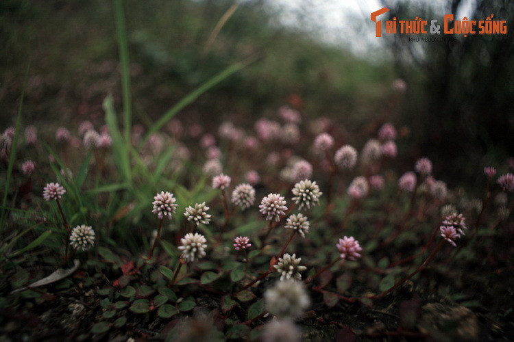 Các loài kỳ hoa dị thảo khoe sắc trên đèo sẽ làm mê mẩn những người yêu thiên nhiên.