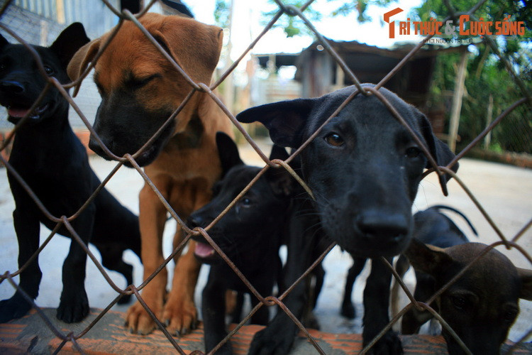  2. Thăm trang trại chó Phú Quốc. Chó Phú Quốc, còn gọi là chó xoáy do có xoáy lông đặc trưng ở lưng, được mệnh danh là "quốc khuyển" của Việt Nam, là giống chó nổi tiếng cả trong và ngoài nước. Nhiều trung tâm bảo tồn giống chó quý này đã được lập ở đảo Phú Quốc.