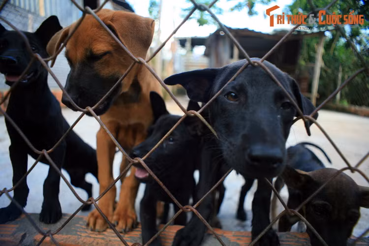  2. Thăm trang trại chó Phú Quốc. Chó Phú Quốc, còn gọi là chó xoáy do có xoáy lông đặc trưng ở lưng, được mệnh danh là "quốc khuyển" của Việt Nam, là giống chó nổi tiếng cả trong và ngoài nước. Nhiều trung tâm bảo tồn giống chó quý này đã được lập ở đảo Phú Quốc.
