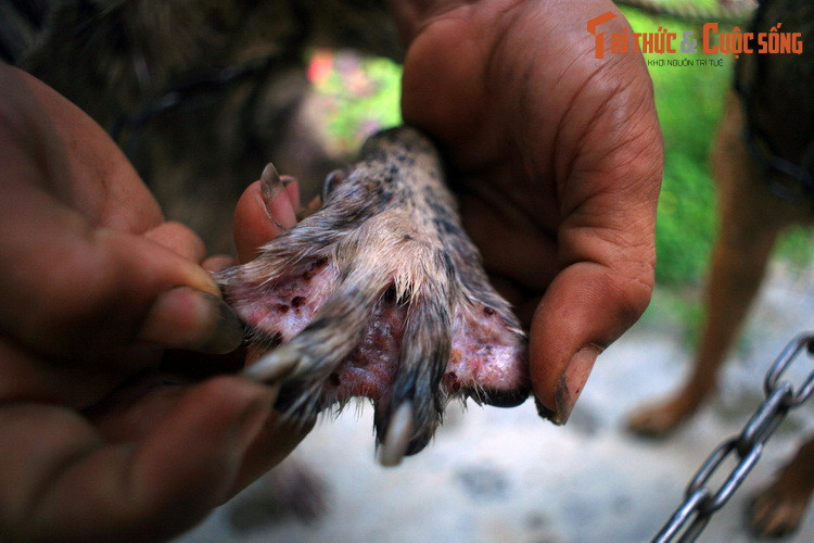 Trong lịch sử Việt Nam, chó Phú Quốc từng được nhắc đến nhiều lần qua các văn thư. Từng có bốn chú chó Phú Quốc được vua Gia Long sắc phong một cách trang trọng không kém những công thần khai quốc của nhà Nguyễn do có công bảo vệ vua khi bôn tẩu trên hòn đảo này.