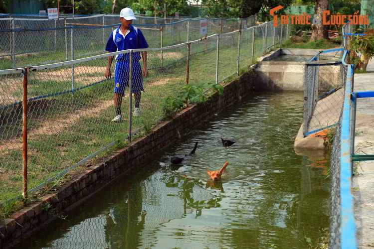 Các kỹ năng này sẽ được biểu diễn qua cuộc đua chó vượt qua nhiều chướng ngại vật như tường cao, hồ sâu, cầu thăng bằng... đòi hỏi sự sức mạnh, sự dẻo dai và khéo léo của các chú "quốc khuyển".