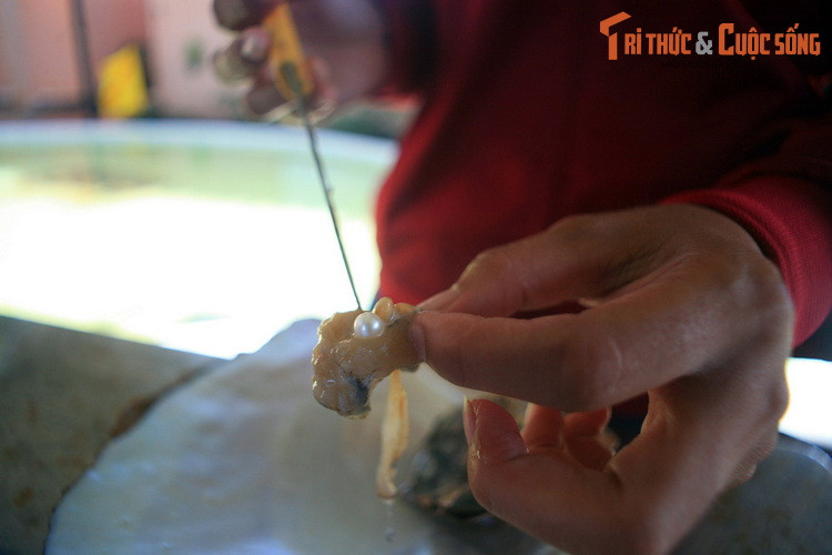 Các hoạt động này tái hiện lại quy trình nuôi trai, gồm việc chọn lọc trai mẹ để nuôi trong lồng, cấy nhân vào trai, thu hoạch trai, cho đến chế tác ngọc trai thành các mặt hàng trang sức.